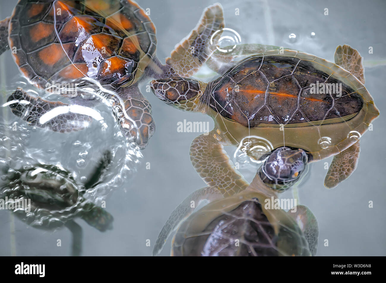 Close-up baby Hawksbill Schildkröten kuscheln in Kindergärten Pool. Junge gefährdete hawksbill Schildkröten kuscheln in Wasser blasen. Stockfoto
