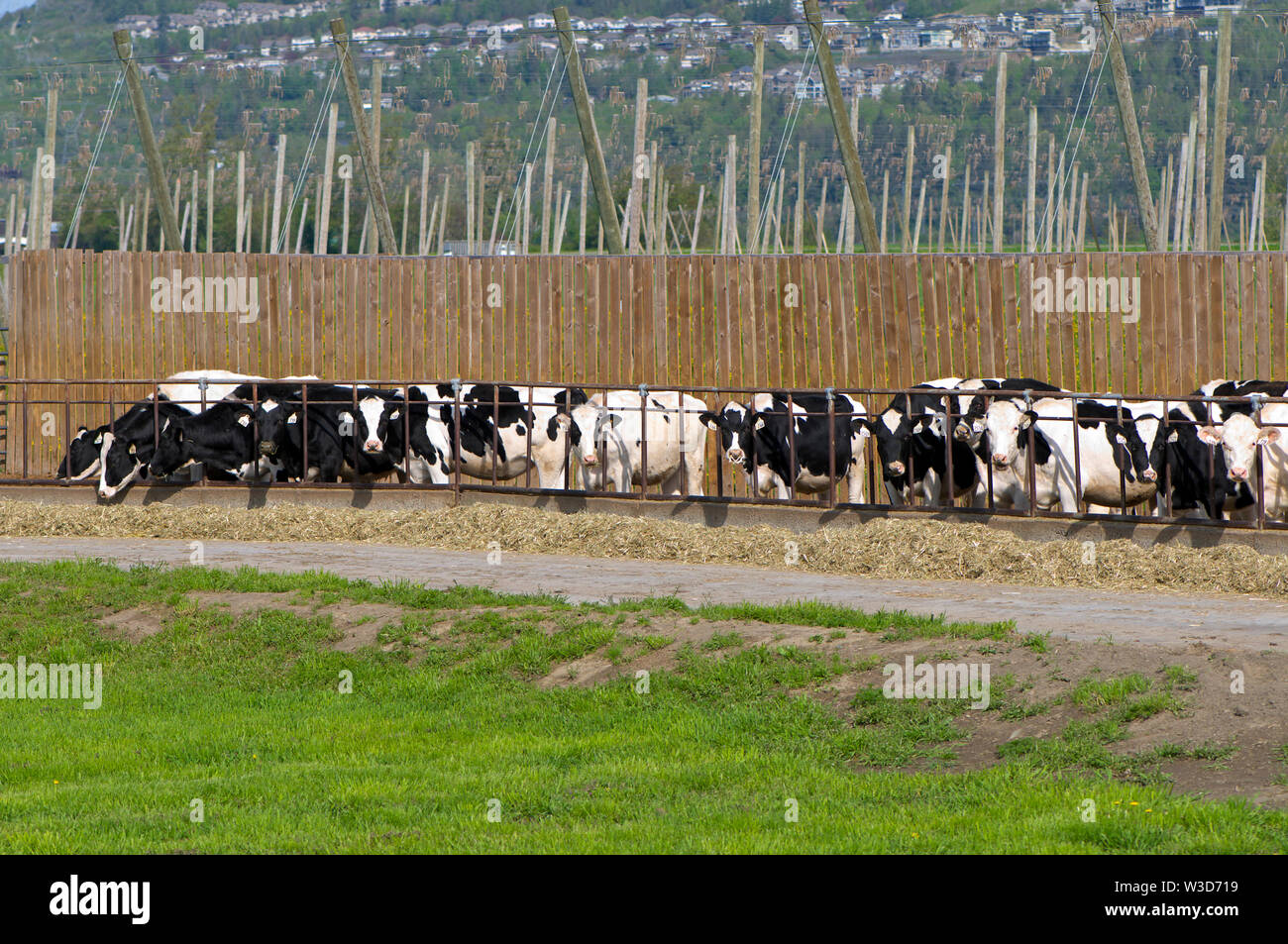 Schwarzbunte Rinder aufgereiht Fütterung mit Heu. Stockfoto