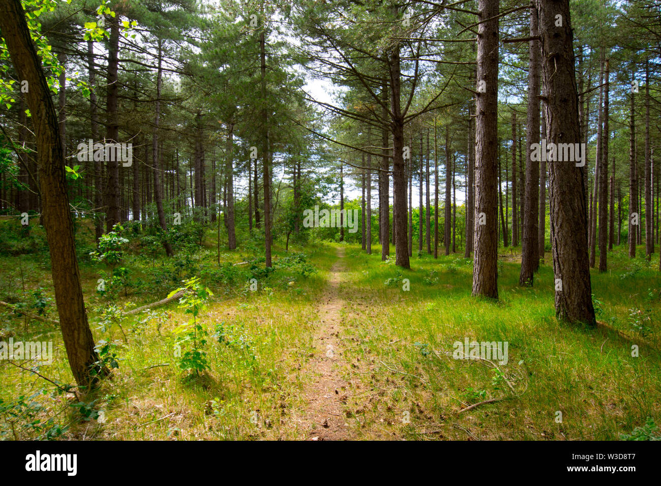 Dünen und Kiefernwald auf Usedom im Norden der Niederlande Stockfoto