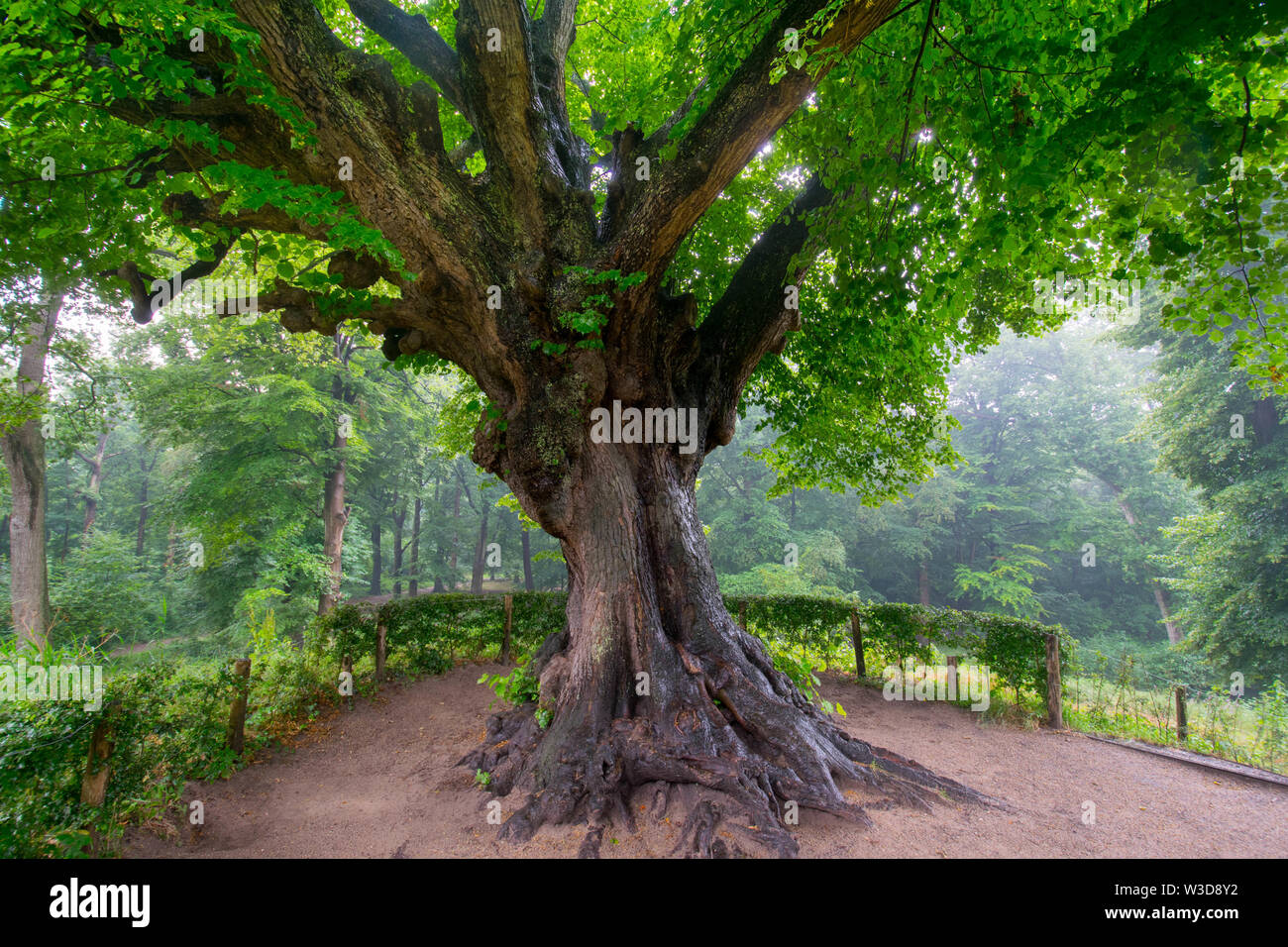 Mystische buche wald in Heiloo im Norden der Niederlande Stockfoto