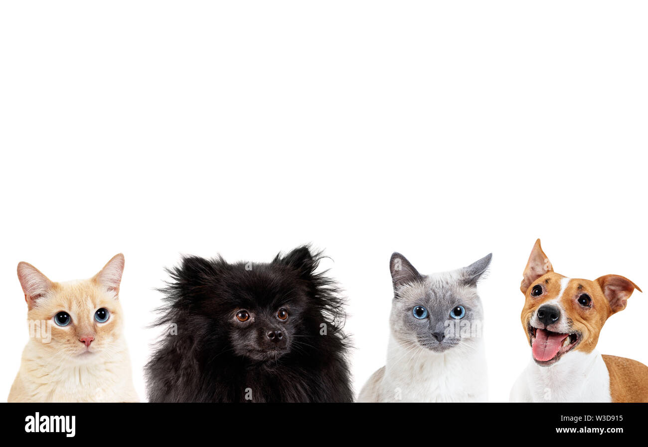 Collage von Haustieren mit Kopie Raum über den Köpfen. Hunde und Katzen zusammen zu sitzen. Stockfoto