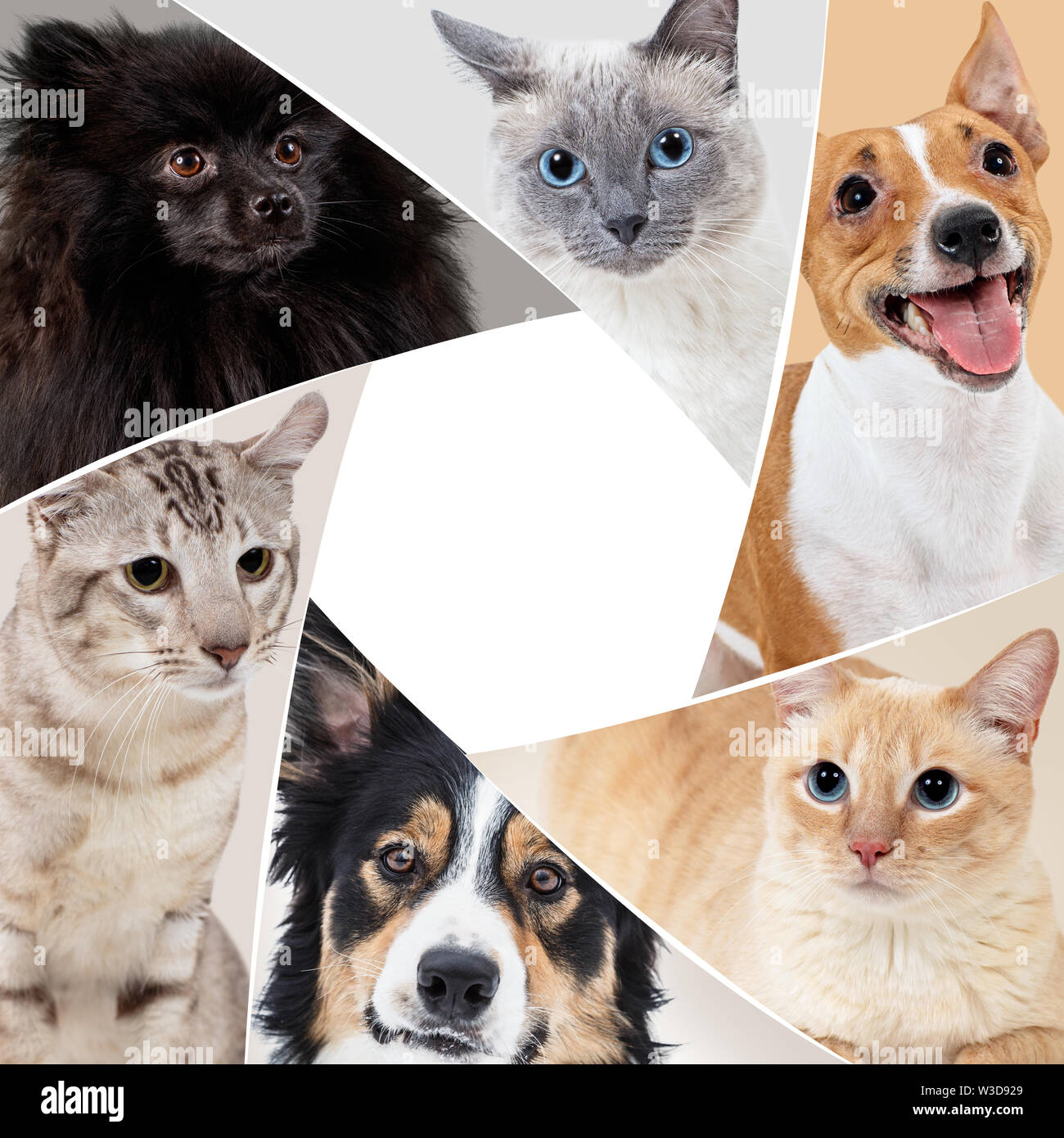 Collage von Haustieren in Kreis mit kopieren. Hunde und Katzen zusammen zu sitzen. Stockfoto