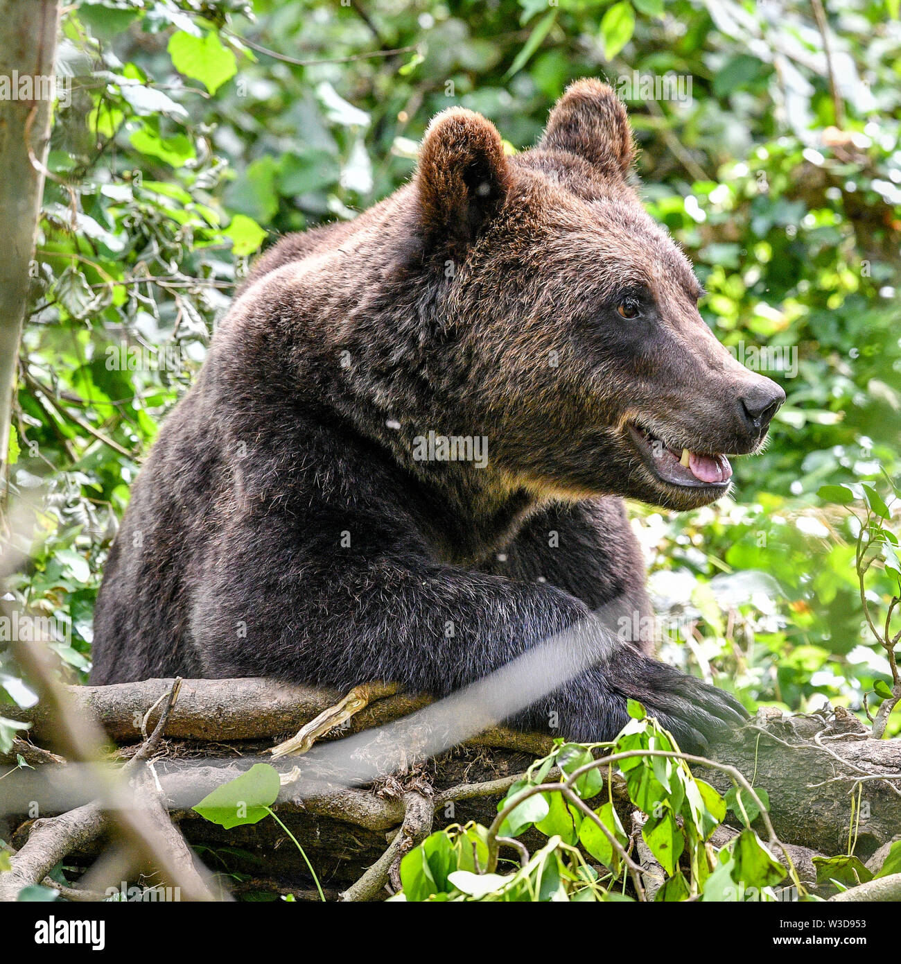Ein europäischer Braunbär setzt sich in größten Braun in Großbritannien tragen Ausstellung bei wilden Ort Projekt, South Gloucestershire, wo die Bären, die sich in einem riesigen neuen Wald Lebensraum sind, neben der Wölfe, Luchse und Wolverine zu leben, so wie sie vor Tausenden von Jahren getan haben würde. Tragen Holz ist für die Öffentlichkeit am 25. Juli zu öffnen. Stockfoto