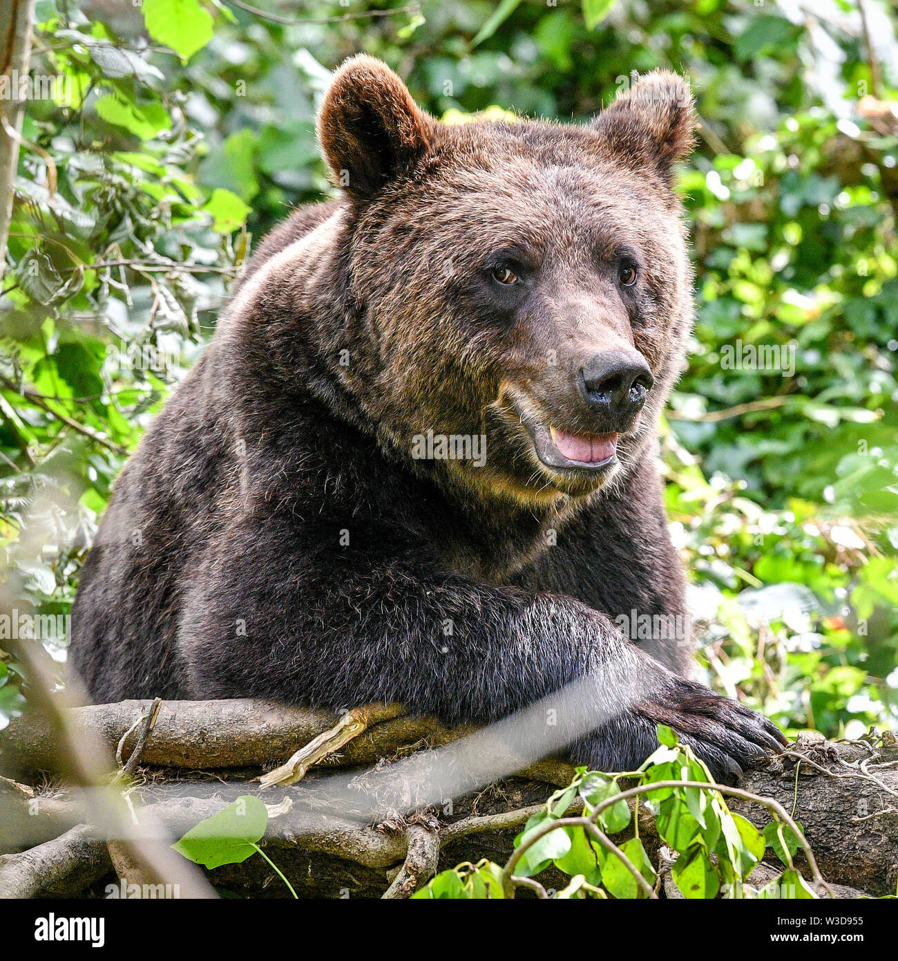 Embargo auf 0001 Dienstag, 16. Juli ein Europäischer Braunbär setzt sich in größten Braun in Großbritannien tragen Ausstellung bei wilden Ort Projekt, South Gloucestershire, wo die Bären, die sich in einem riesigen neuen Wald Lebensraum sind, neben der Wölfe, Luchse und Wolverine zu leben, so wie sie vor Tausenden von Jahren getan haben würde. Tragen Holz ist für die Öffentlichkeit am 25. Juli zu öffnen. Stockfoto