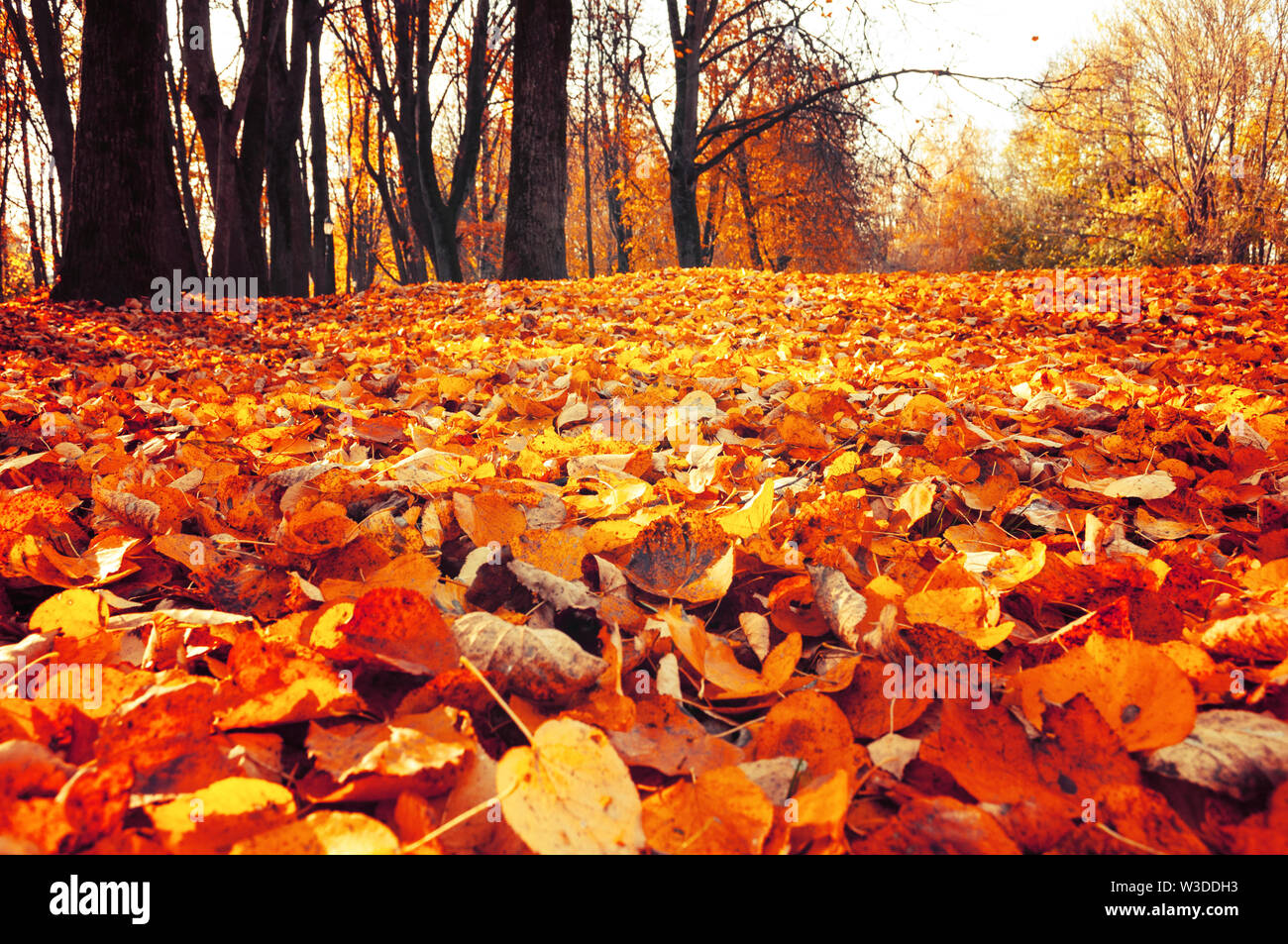 Herbst Oktober Landschaft - park Bäume und gefallenen Blätter im Herbst im City Park im Herbst Tag. Selektiver Fokus im Vordergrund. Diffusion Filter angewendet Stockfoto