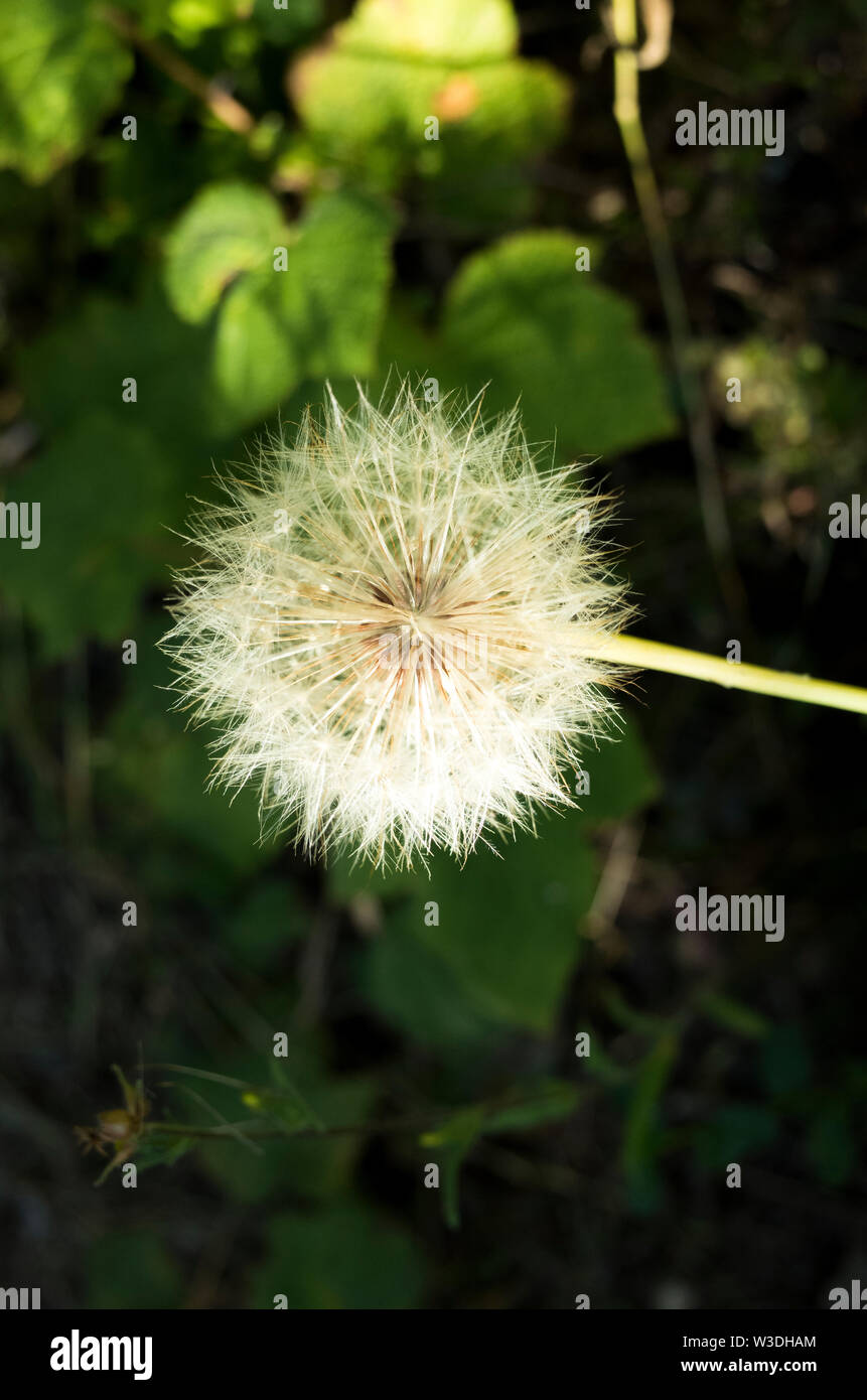 Nahaufnahme von Löwenzahn Blume mit einem verschwommenen Blätter im Hintergrund in Pacifica Kalifornien Stockfoto