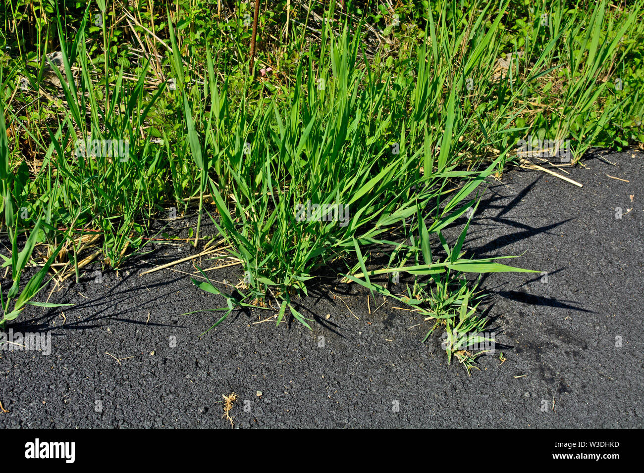 Eine neue asphaltierte Straße, durch die das Gras kommt heraus. Die Natur ist ein Wunder. Stockfoto