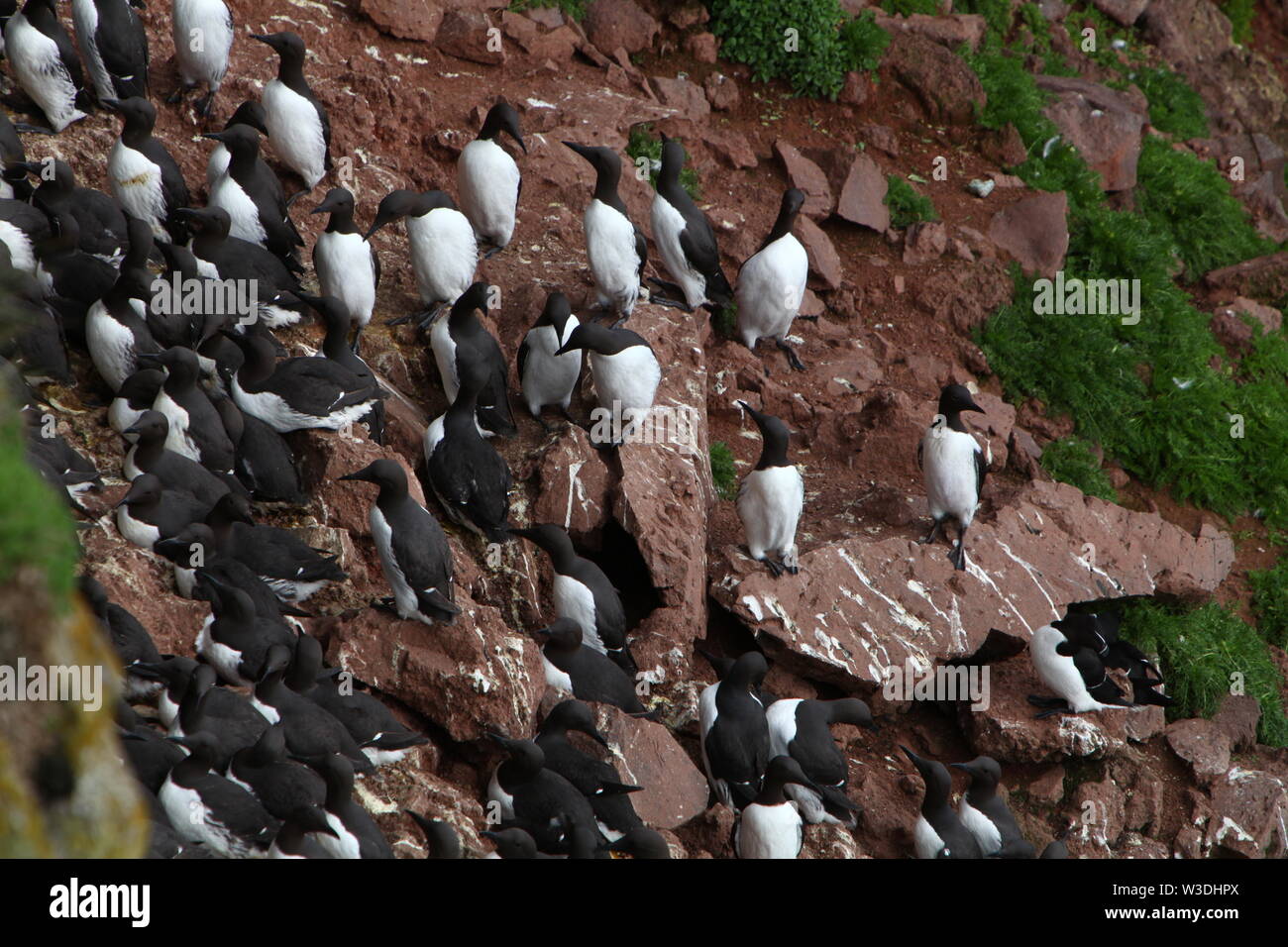 Vögel Kolonie an der West Küste von Island. Stockfoto