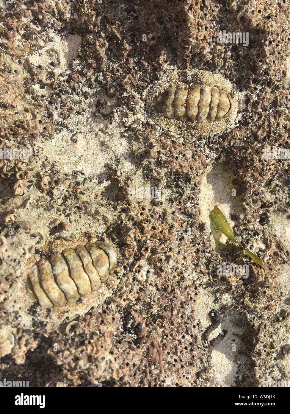 Nordamerika, Karibik, Kuba, Cayo Santa Maria, Iberostar Cayo Ensenachos, chitons Stockfoto
