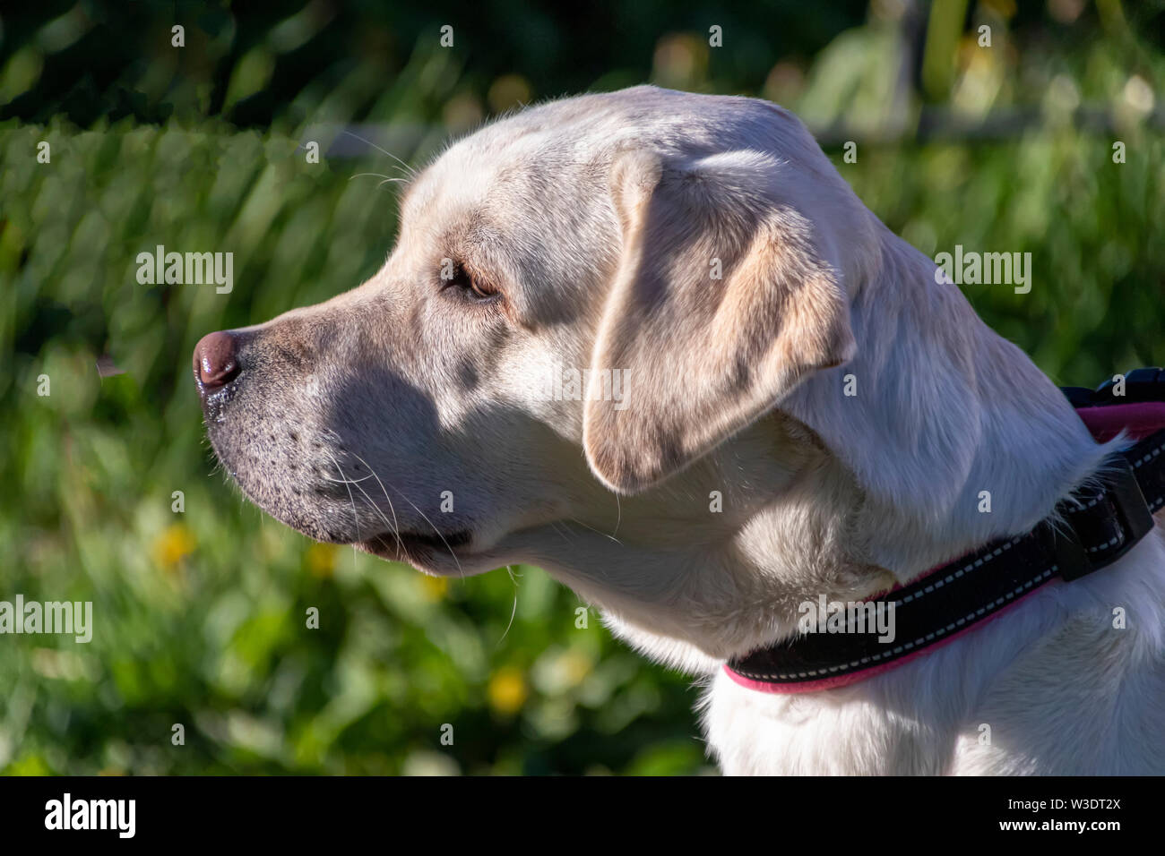 Porträt eines Labrador hautnah. Hund Profil. Hund mit Zunge heraus haften. Hund auf einem Spaziergang im Park. Ernsthafte Hunderasse. Stockfoto