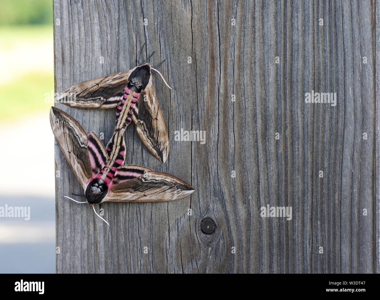 Zwei Motten in Liebe auf dunkelgrau Holz- hintergrund Sphinx ligustri Stockfoto