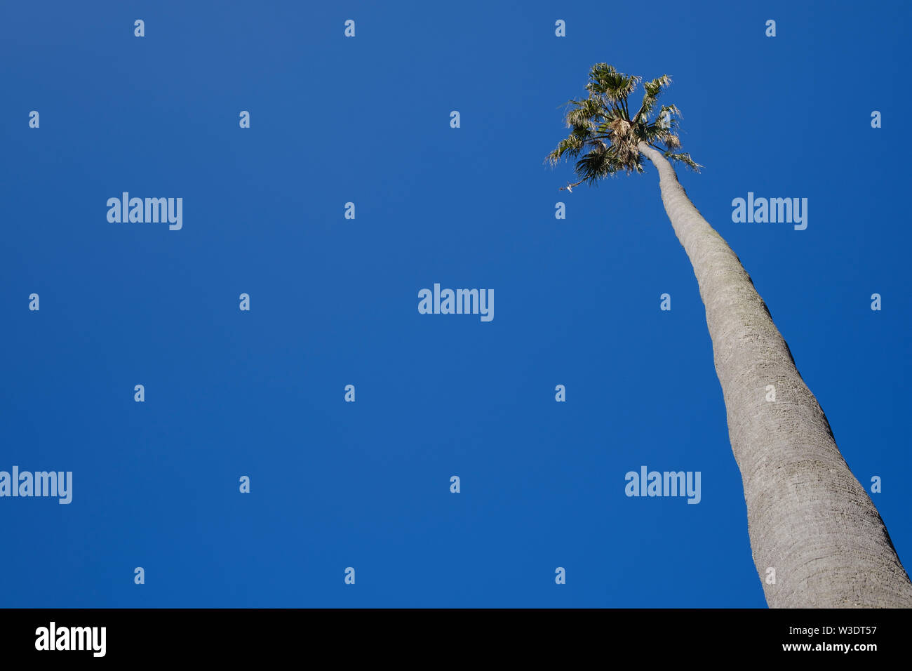 Low Angle View einer hohen Palme gegen einen klaren blauen sonnigen Himmel Stockfoto