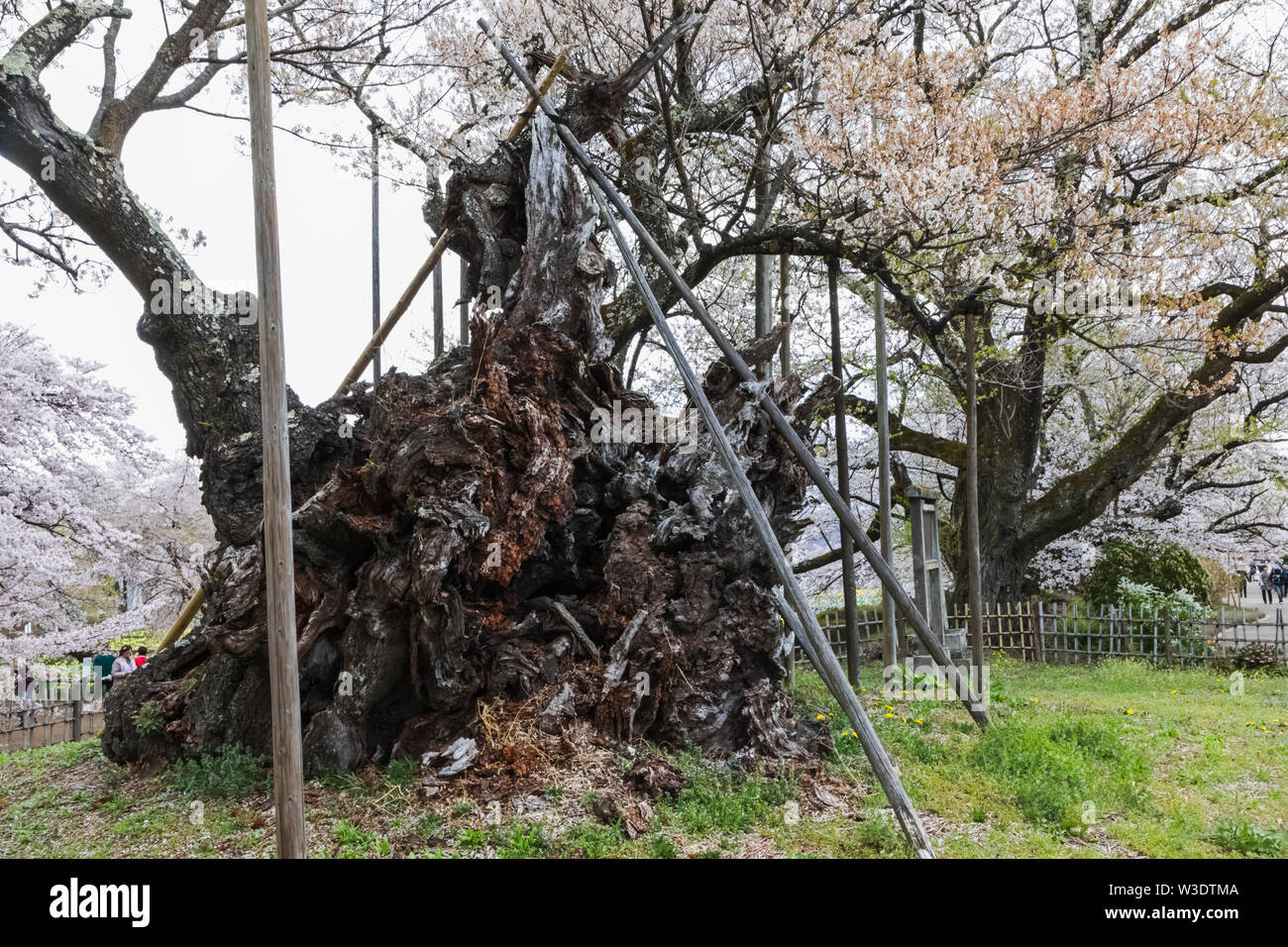 Japan, Honshu, Yamanashi Präfektur, Hokuto Stadt, Jindaizakura, die 2000 Jahre alte Kirschbaum Stockfoto