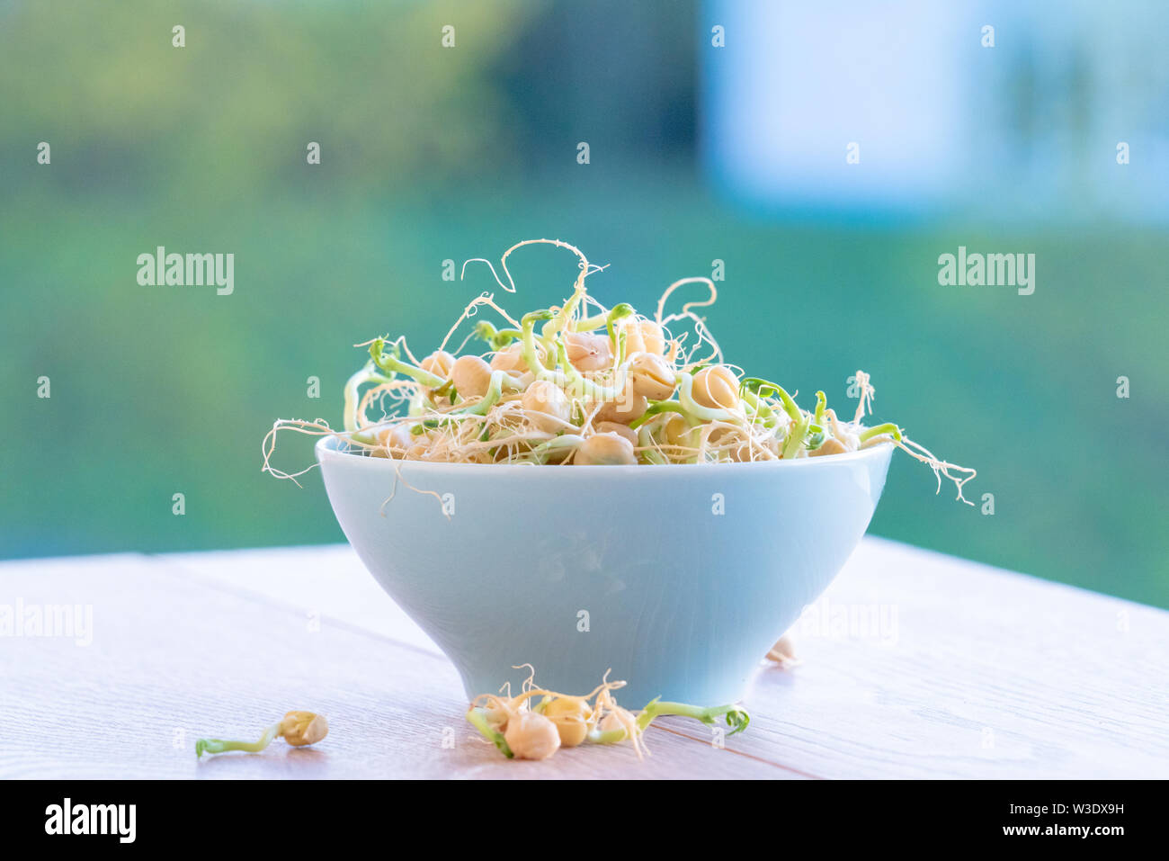 Die gekeimten Samen für Salat. Samen für Salat Sprossen Stockfoto