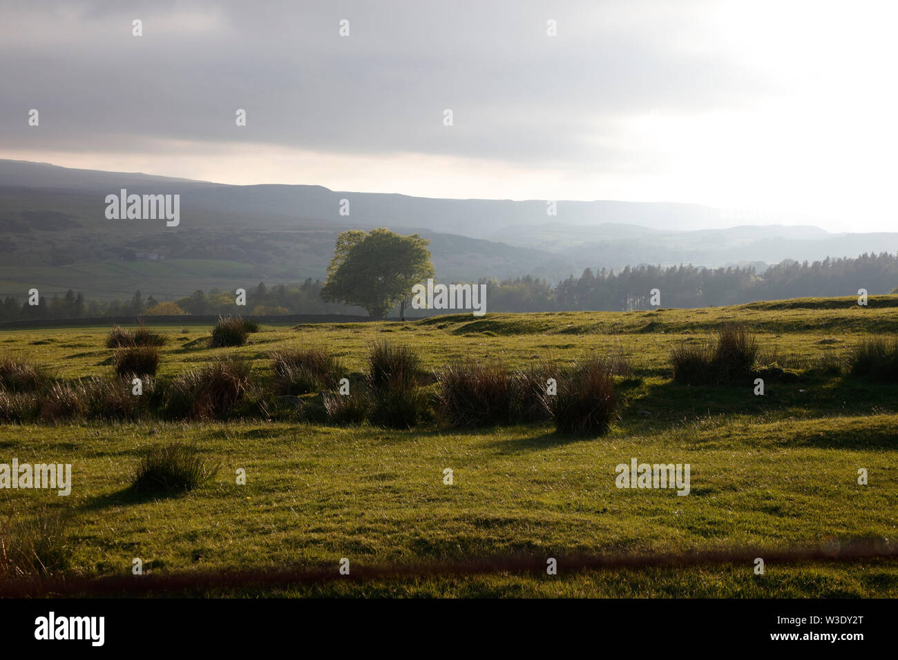 Obere Teesdale in der Nähe von Ettersgill, County Durham, England, Großbritannien Stockfoto