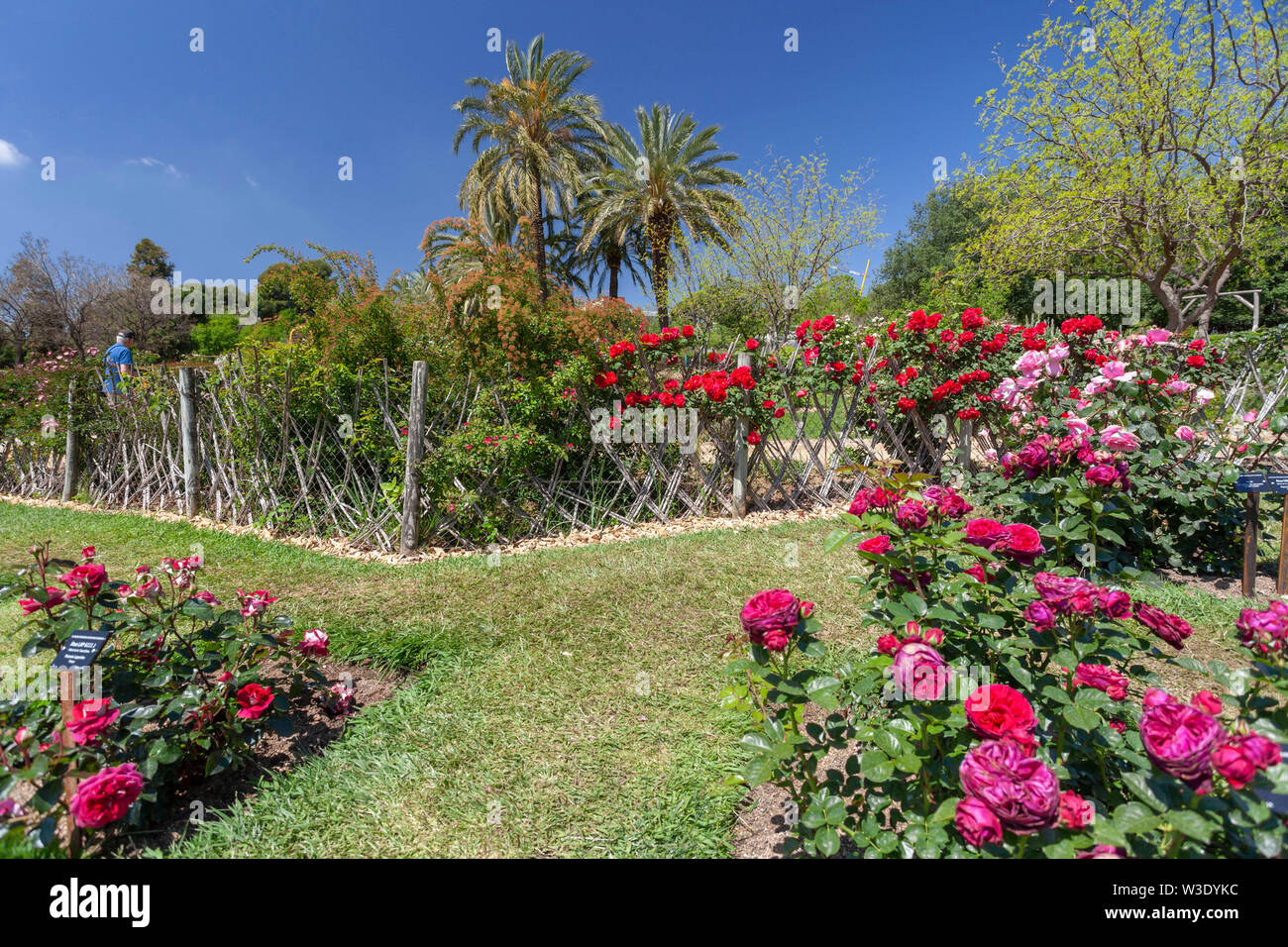 Öffentlicher Park, Frühling, Rosengarten, Parc Cervantes im Viertel Les Corts von Barcelona, Katalonien, Spanien. Stockfoto