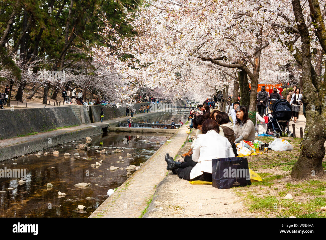 Japanische Kirschblüte auf dem Shukugawa Fluss im Frühling. Blick entlang der Böschung mit Menschen sitzen unter die Kirschbäume in voller Blüte. Stockfoto