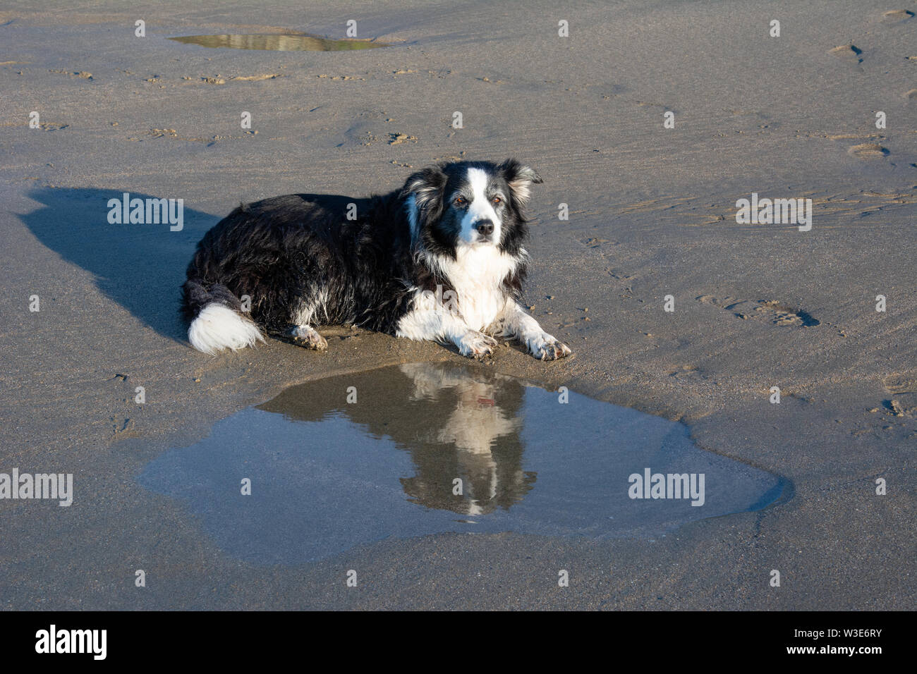 Border Collie wider, während er neben einem Pool auf einem nassen Strand Stockfoto
