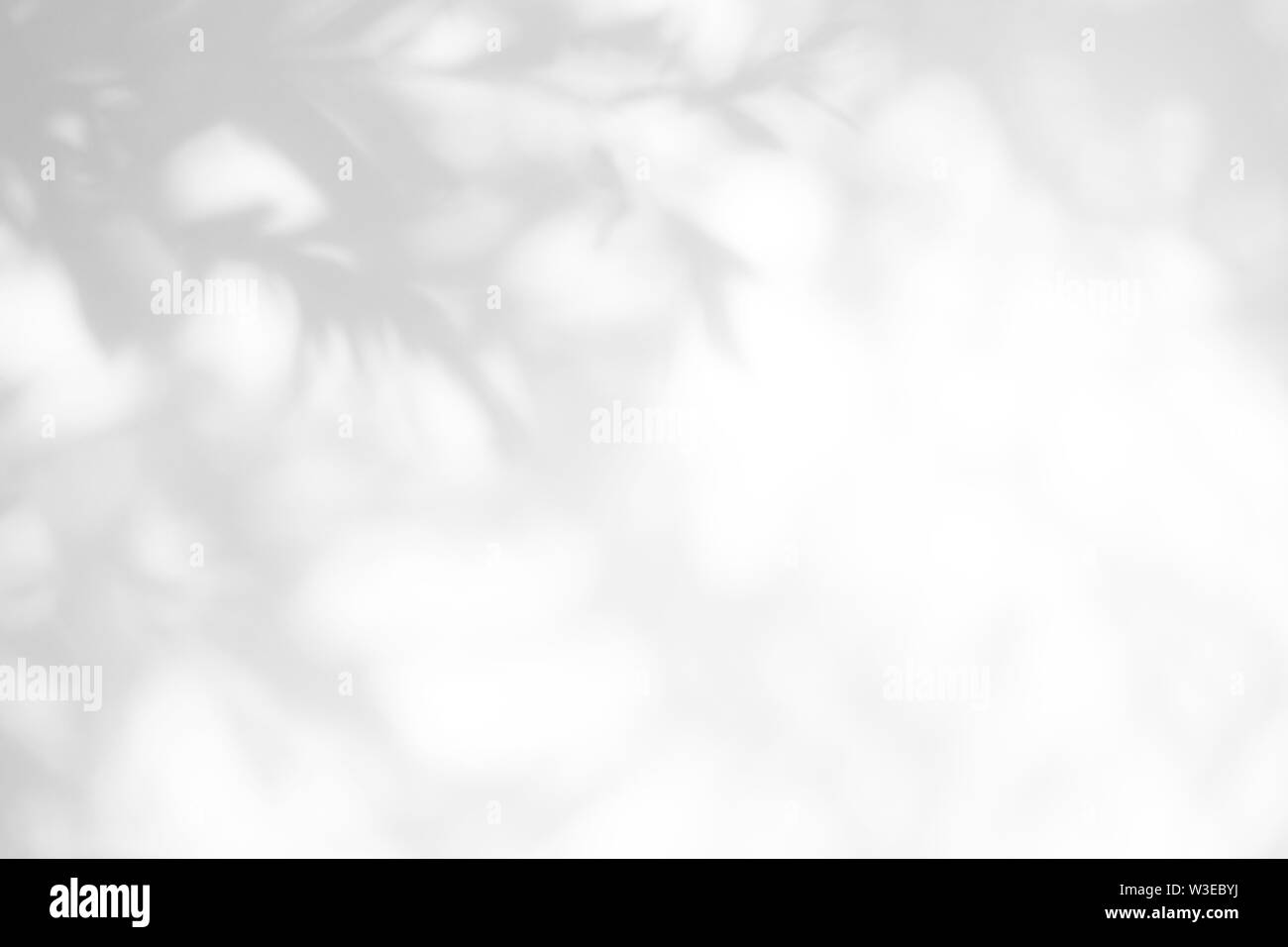 Graue Schatten der Blätter auf eine weiße Wand. Abstrakten neutralen Charakter Konzept Hintergrund. Platz für Text. Stockfoto