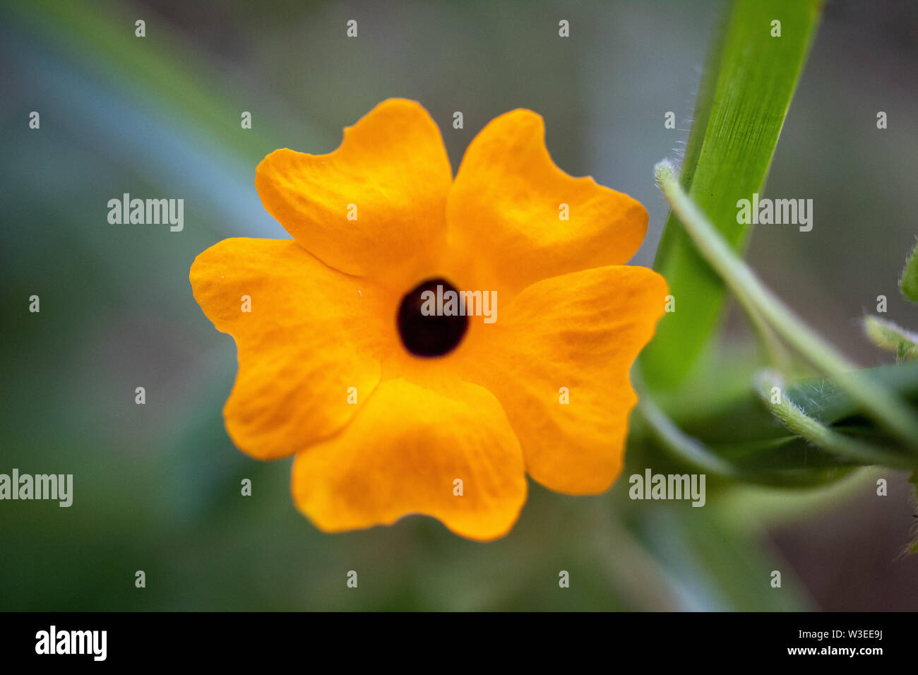 Eine Blume in einer konkreten Stadt Stockfoto