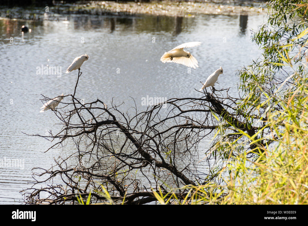 Eine Herde von weißen Kakadus in Queensland, Australien Stockfoto