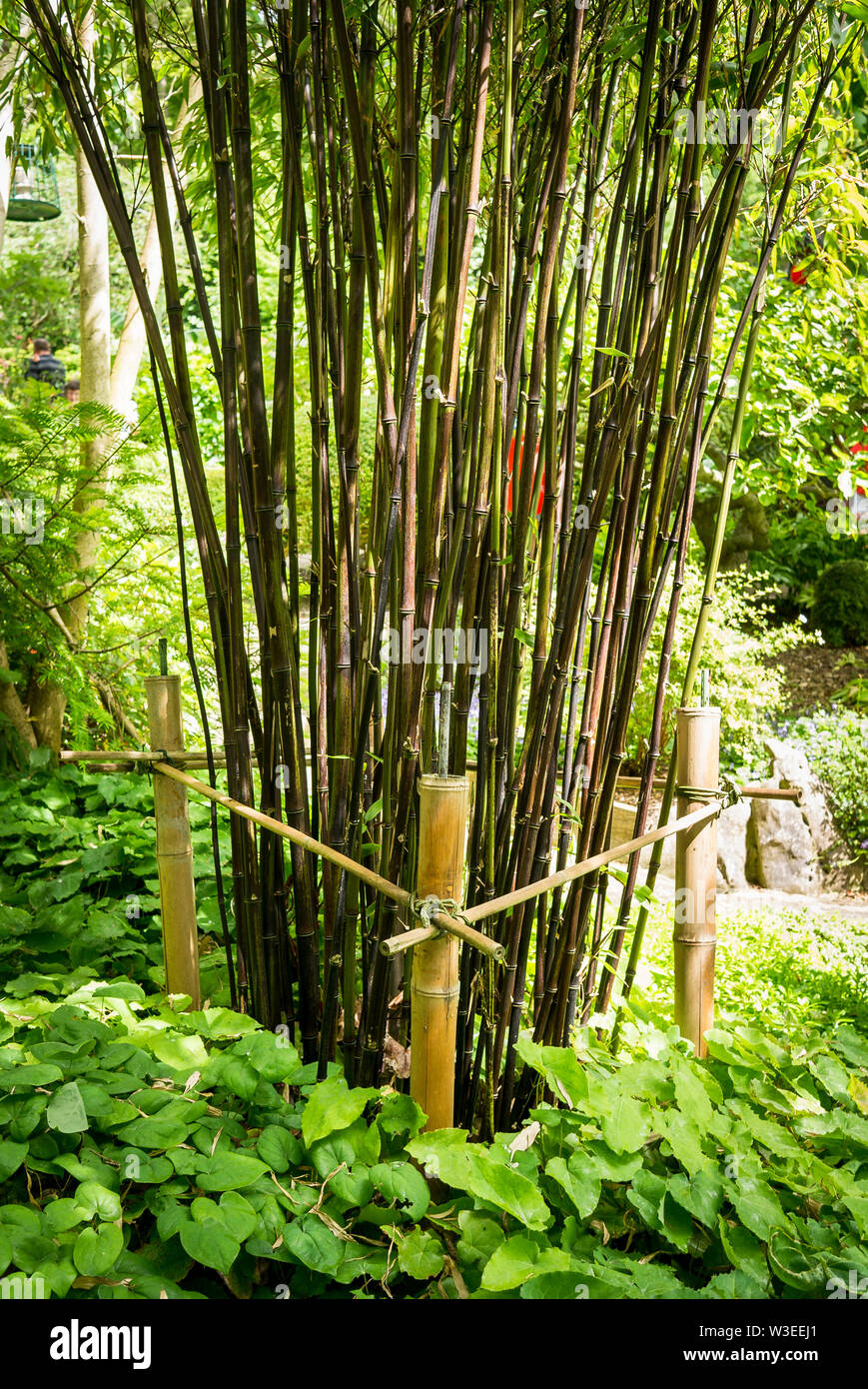 Muster Bambus Pflanze ordentlich durch eine einfache Cut bamboo Zuckerrohr Trainer in einem englischen Interpretation eines Chinesischen Gartens eingeschränkt Stockfoto