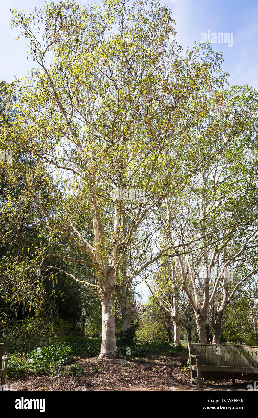 Betula utilis var. Jacquemontii Jermyns im späten Frühjahr in Großbritannien Stockfoto