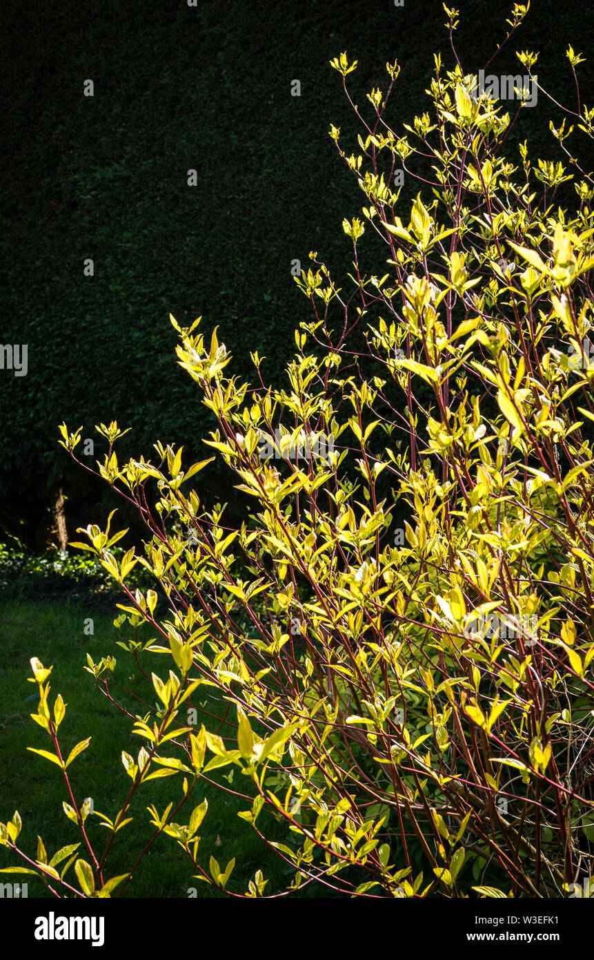 Cornus alba Aurea draußen wachsen, die den Vorteil einer dunklen Hedge Hintergrund Blatt Farbe zu zeigen Stockfoto
