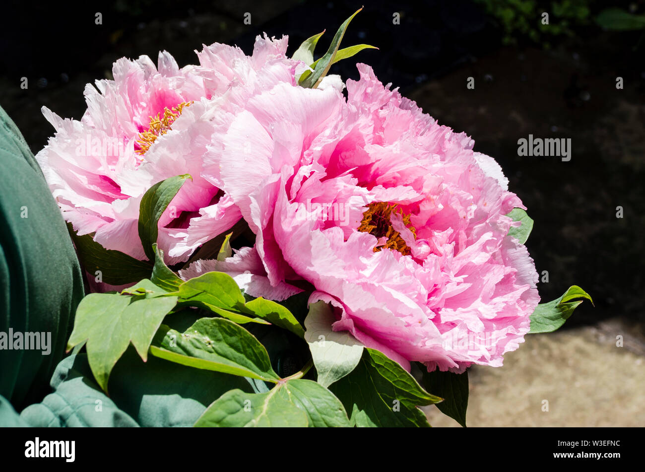 Pale Pink Strauchpäonien verwendet wie ein Exemplar Schnittblumen Stockfoto