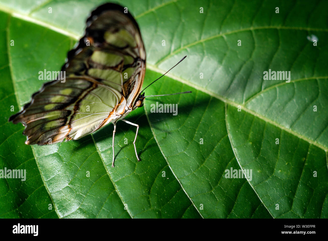 Schmetterlinge Stockfoto