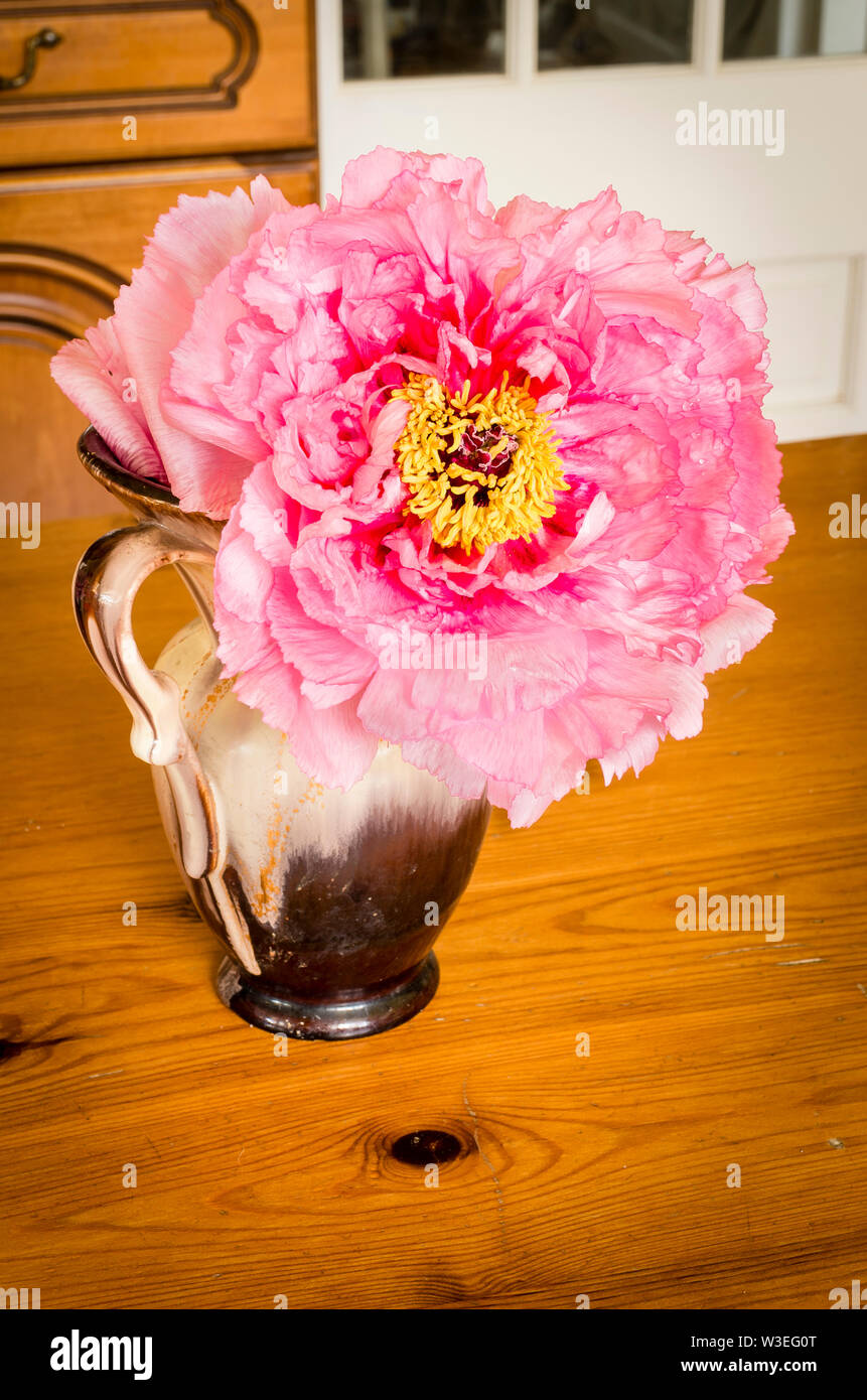 Pale Pink Baumpäonie verwendet wie ein Exemplar, Schnitt drinnen in einer Töpferei Kanne auf einem Pinienwald Küche Tisch Stockfoto