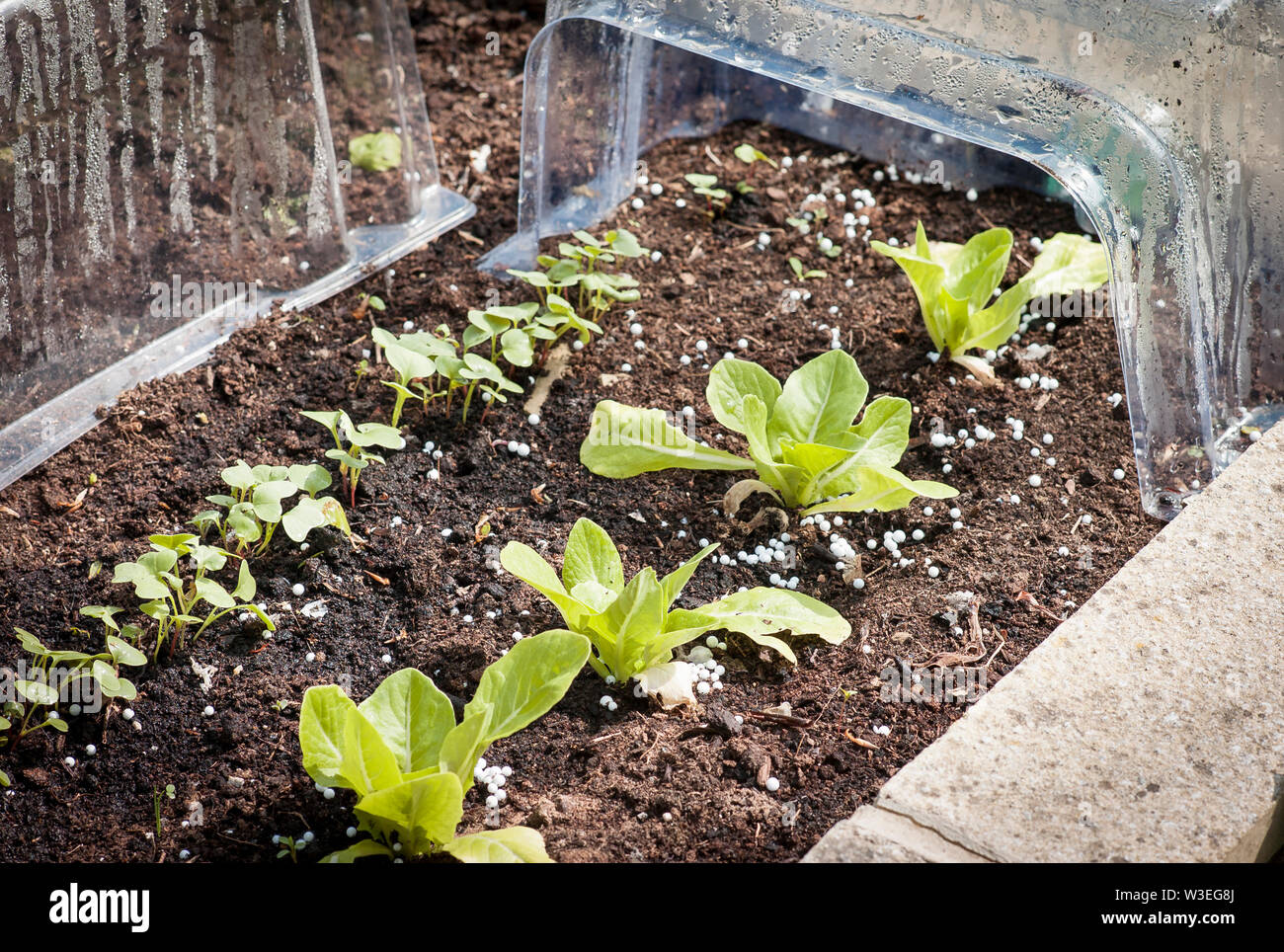 Schutzklumpen aus Kunststoff entfernt, um jungen Salat und Rettich zu zeigen French Breakfast Pflanzen wachsen in einem Hochbett im Frühjahr In Großbritannien Stockfoto