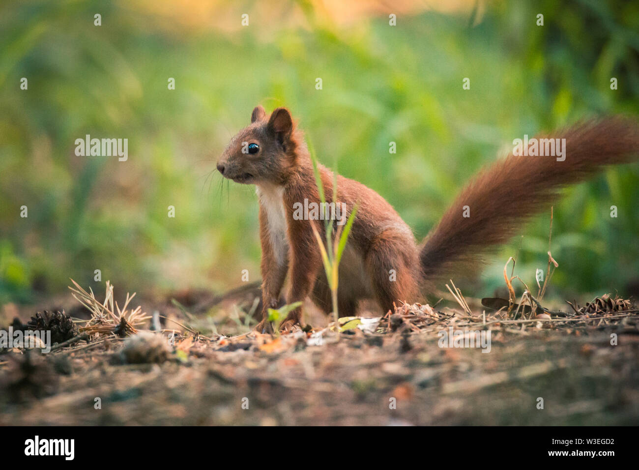 Eichhörnchen im Herbst Wald Szene. Herbst Wald Eichhörnchen. Eichhörnchen im Herbst Wald Szene. Stockfoto