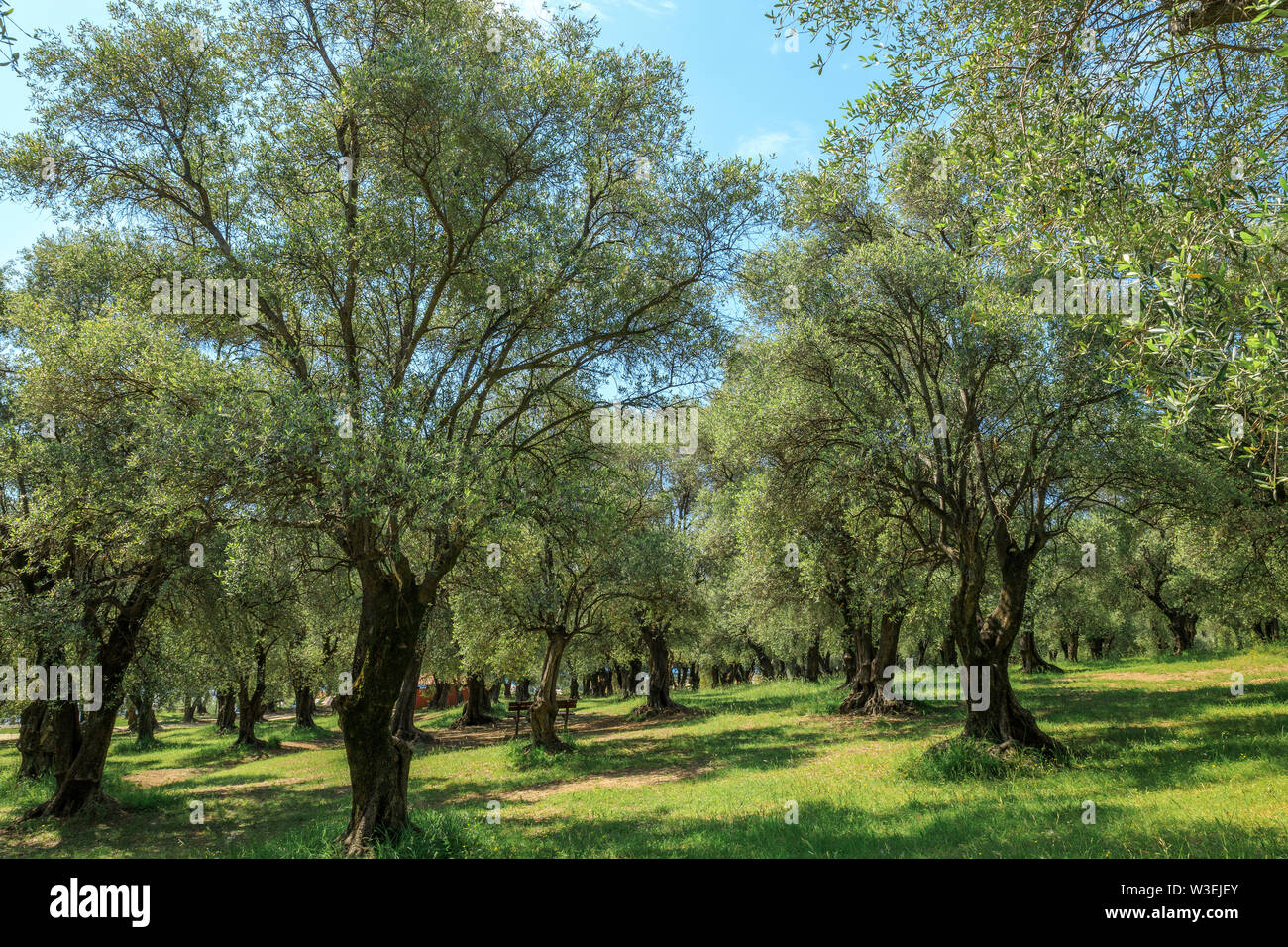 Frankreich, Alpes Maritimes, Menton, Pian Park, Olivenhain mit 540 Olivenbäumen (obligatorische Erwähnung der Garten name und Redaktion nur, keine Postkarten ein Stockfoto