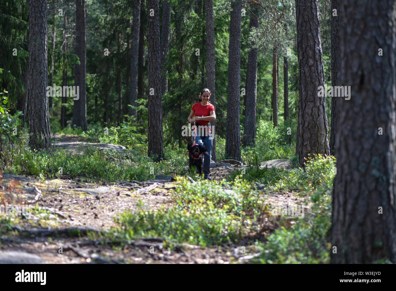Frau zu Fuß in den Wald mit einem Gordon Setter Stockfoto