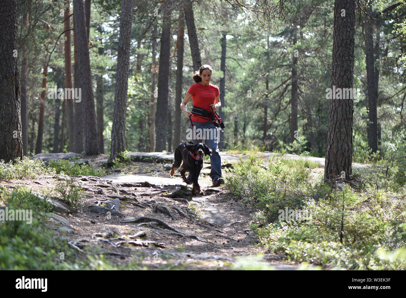 Frau zu Fuß in den Wald mit einem Gordon Setter Stockfoto