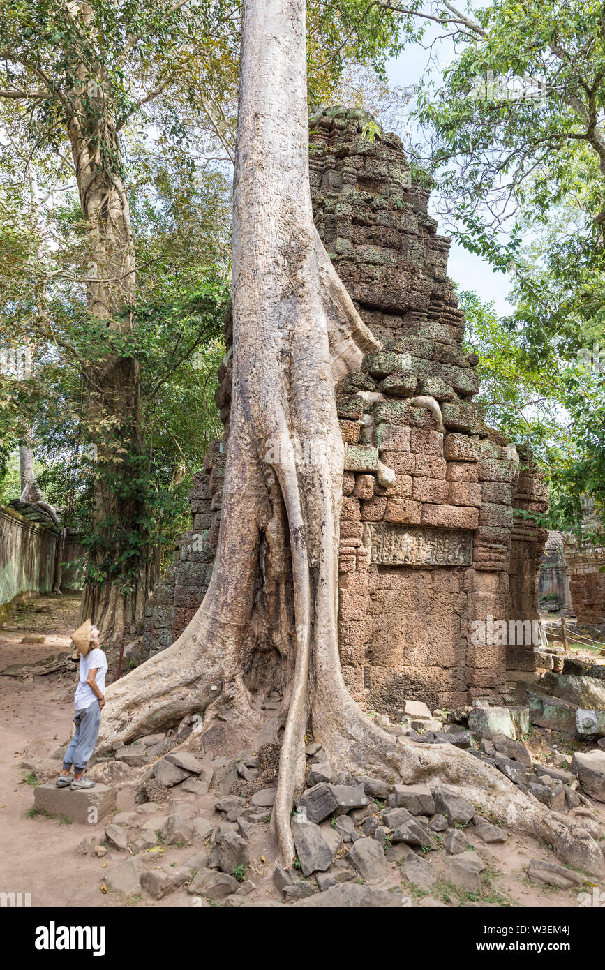 Eine Person mit Blick auf Ta Prohm berühmte Dschungel Baumwurzeln, die Angkor Tempel, Rache der Natur gegen menschliche Gebäude, Reiseziel Cambod Stockfoto