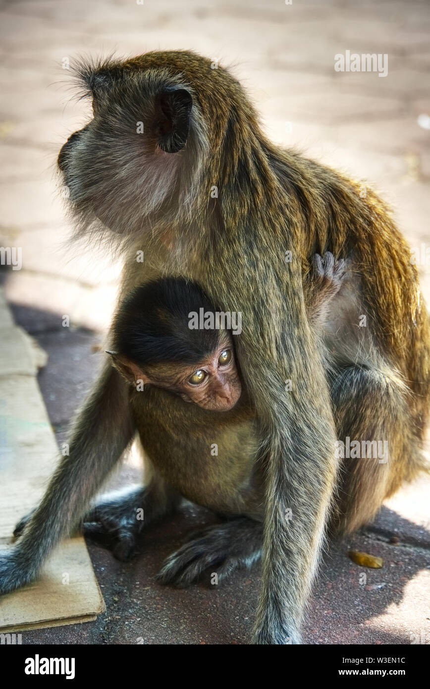Affenbaby mit ihrer Mutter Stockfoto