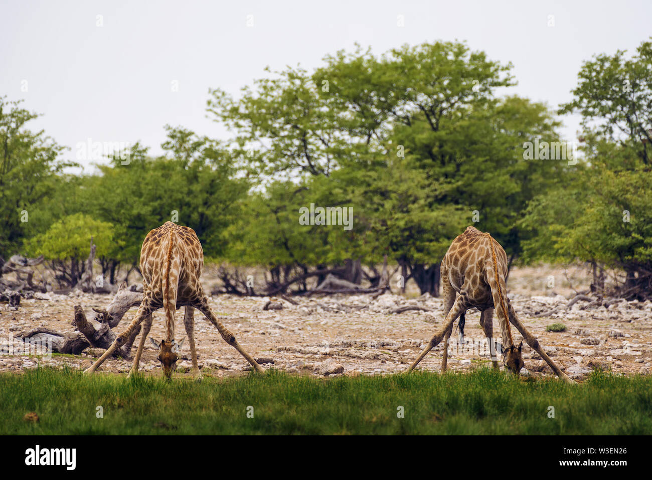 Zwei Giraffen trinken Wasser aus einem Wasserloch im Etosha National Park Stockfoto