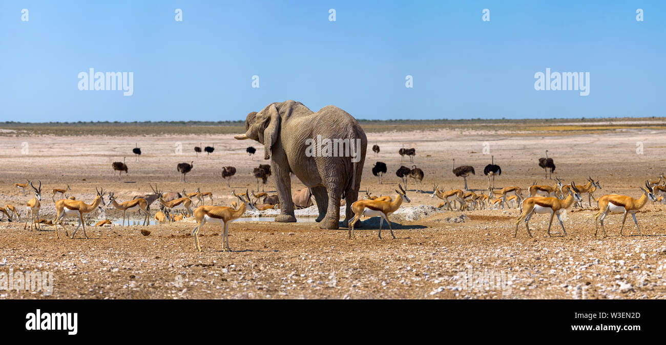 Elefant und viele Strauße und Gazellen an einem Wasserloch im Etosha, Namibia Stockfoto