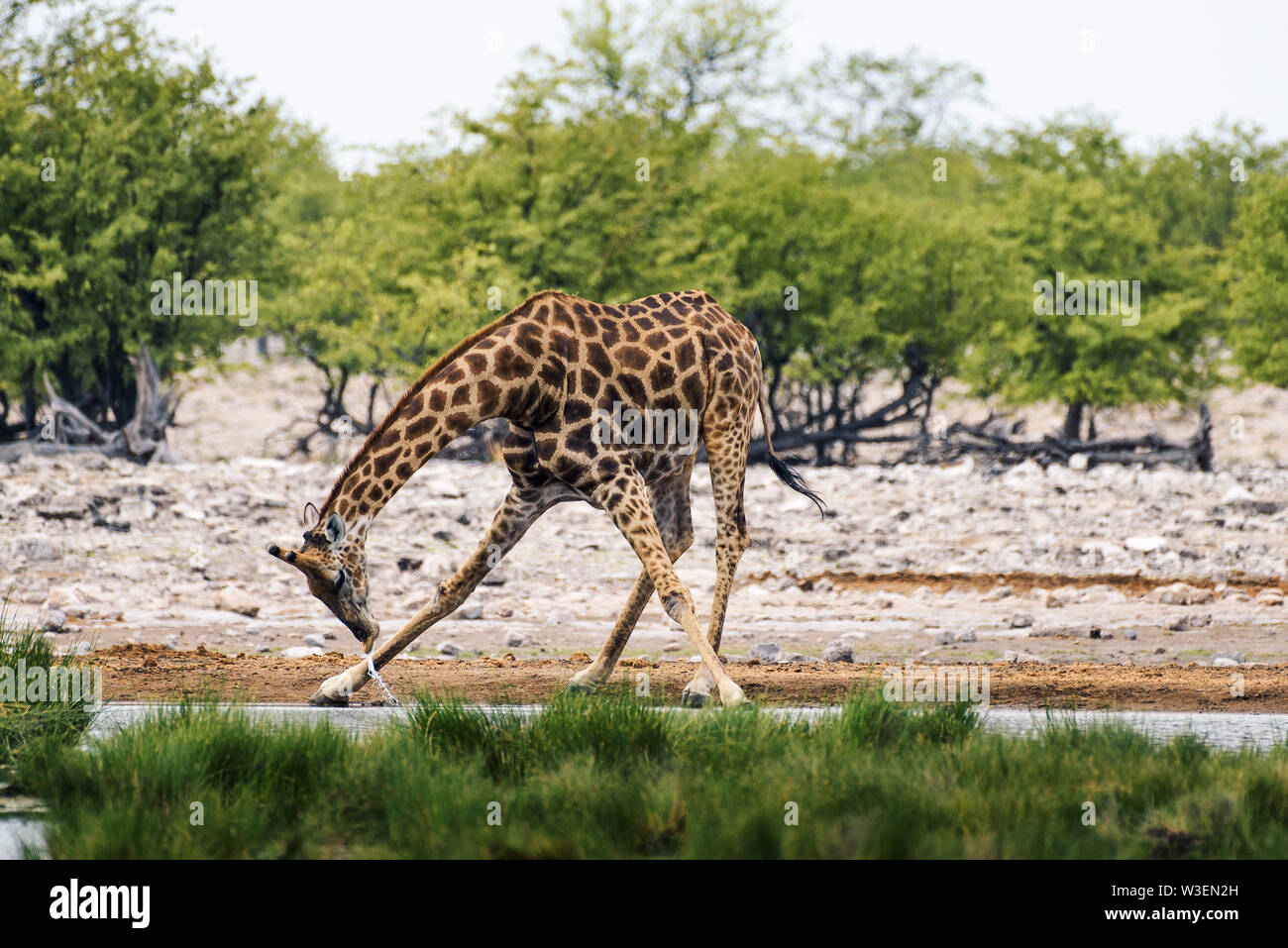 Giraffe Getränke trinken sie Wasser aus einem Wasserloch im Etosha National Park Stockfoto