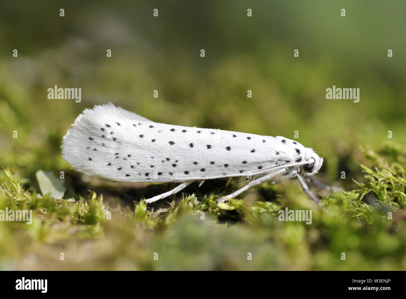 Vogel-Kirsche Hermelin Yponomeuta evonymella Stockfoto