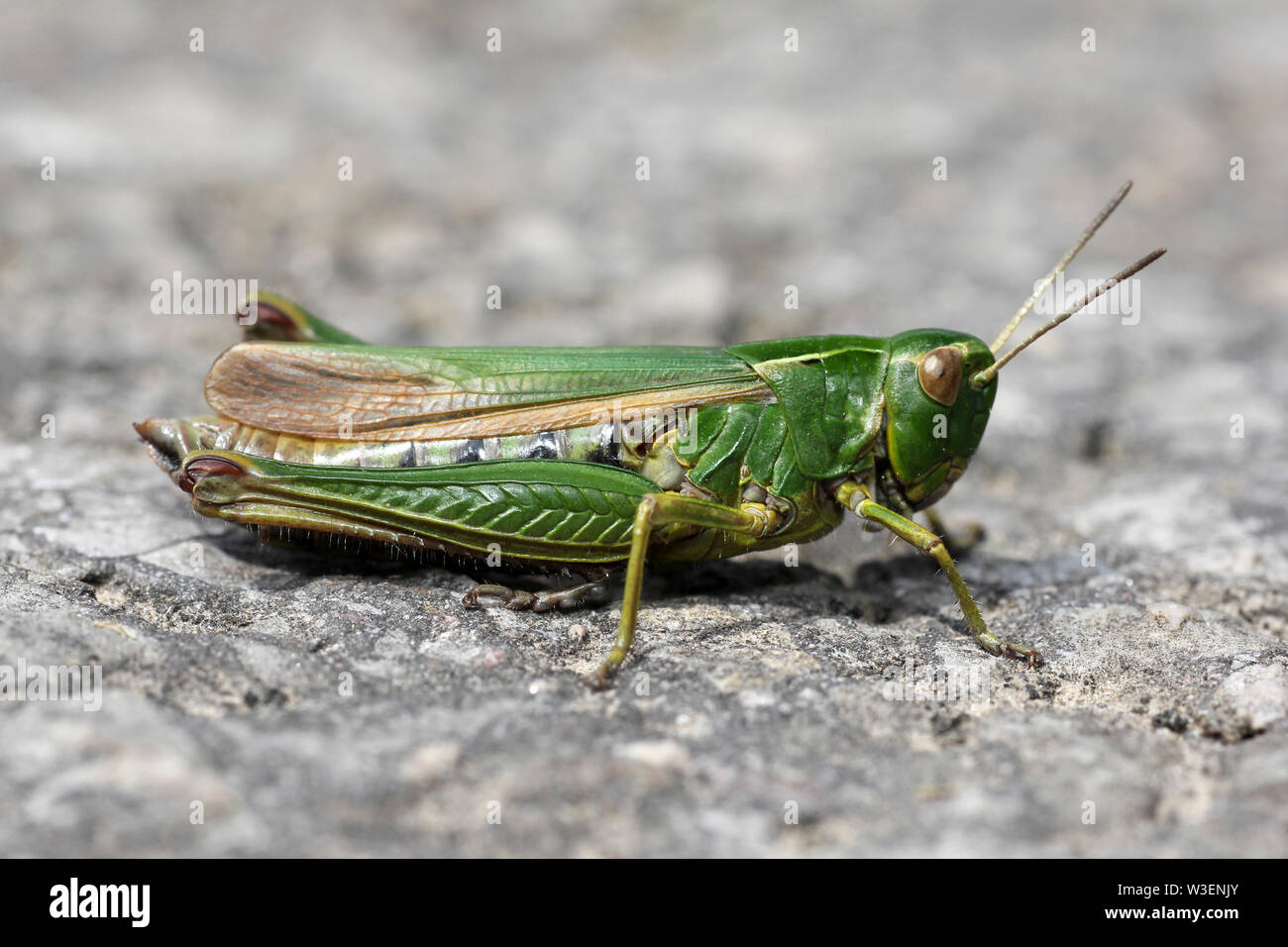 Gemeinsamen grünen Heuschrecke - Omocestus viridulus Stockfoto