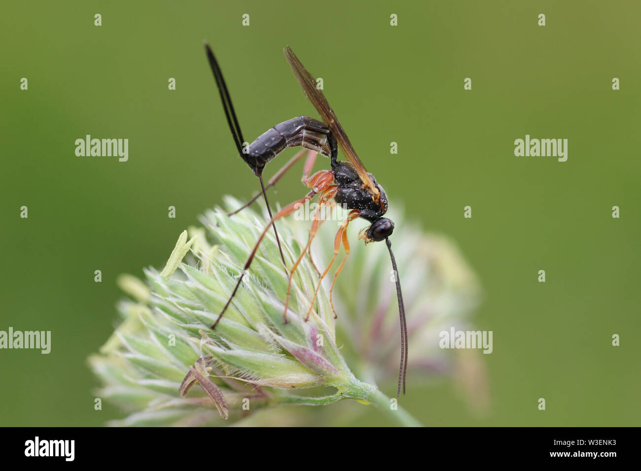 Red-legged Ichneumon Wasp alias False Slip Wasp Buathra laborator Weiblich Stockfoto