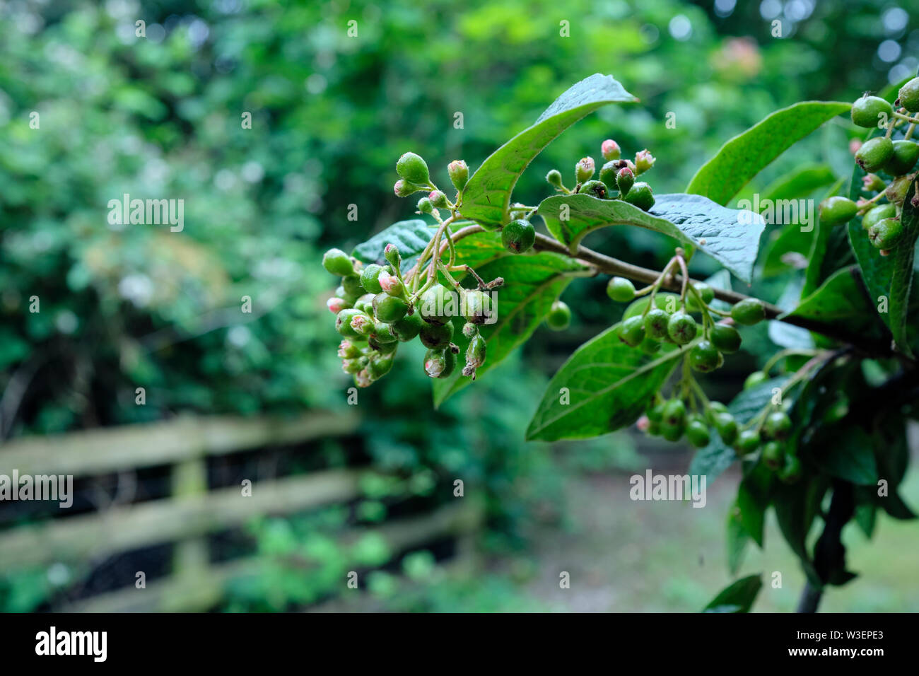 In West Yorkshire, Cotoneaster Beeren beginnen auf den Ästen zu bilden. Mitte Juli. 13/07/19. Stockfoto