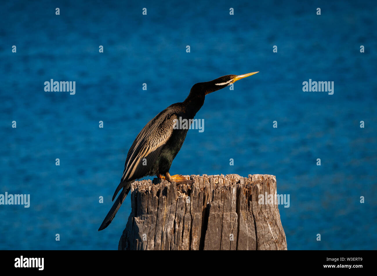 Australische Darter Ausruhen nach Angeln. Stockfoto