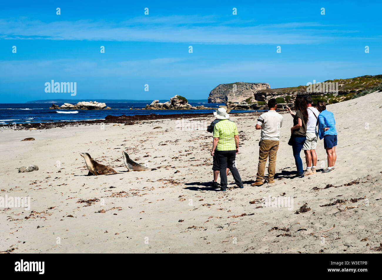 Geführte Tour am Seal Bay auf Kangaroo Island. Stockfoto