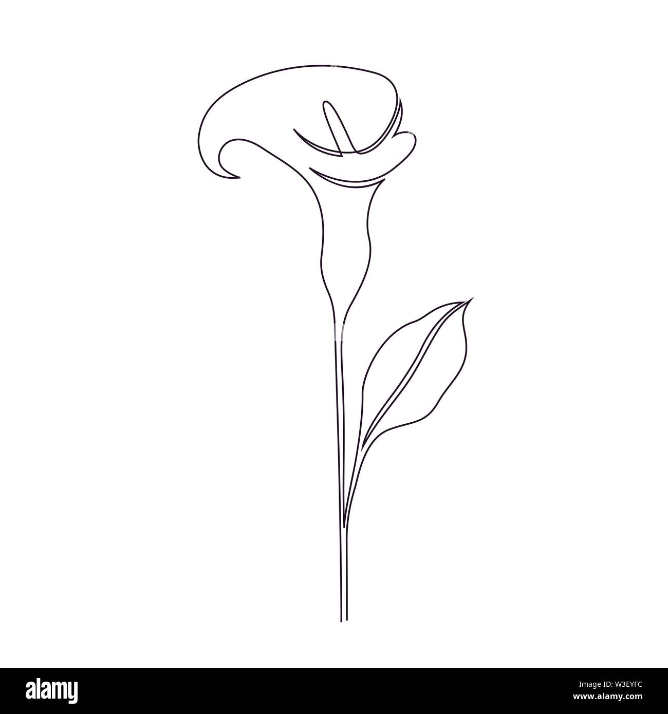 Calla Lilie Blume auf weißem Hintergrund. Eine Zeichnung Stil. Stock Vektor