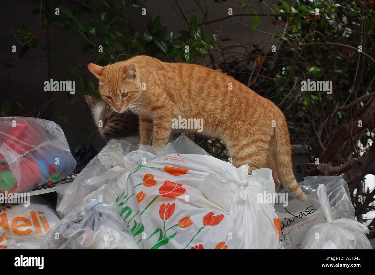 Athen, Griechenland - 5. Mai 2019: streunende Katzen auf der Suche nach Essen im Müll kann voller Müll in Plastiktüten. Stockfoto