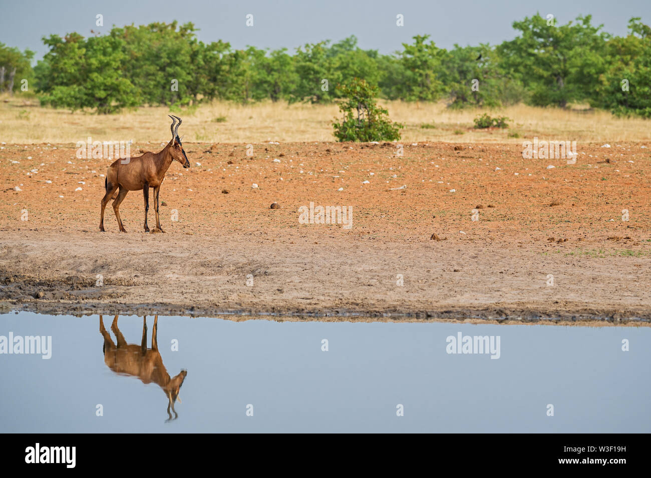 Red Hartebeest - Alcelaphus caama, große schöne Antilope aus afrikanischen Savannen, Etosha National Park, Namibia. Stockfoto